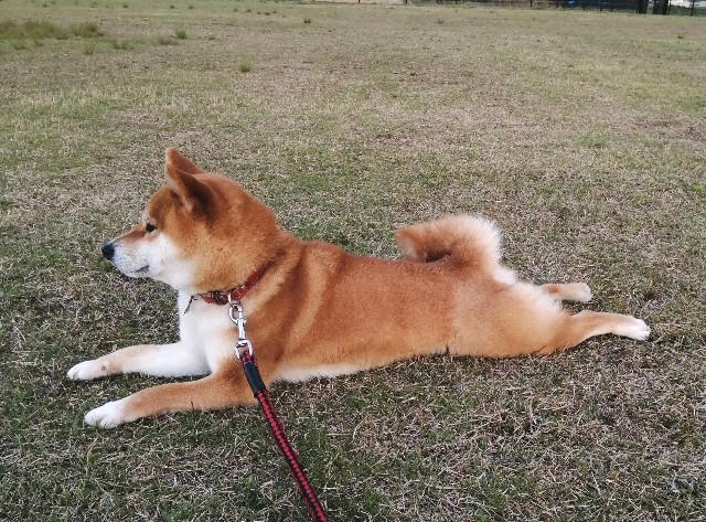 f:id:shibainumugi:20200423075713j:image