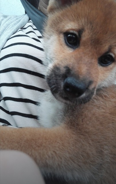 f:id:shibainumugi:20200917151722j:image f:id:shibainumugi:20200917151722j:image