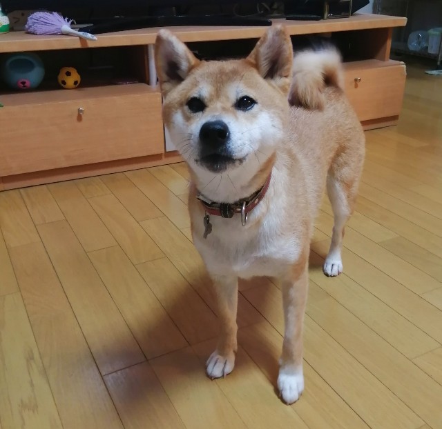 f:id:shibainumugi:20200917151857j:image f:id:shibainumugi:20200917151857j:image