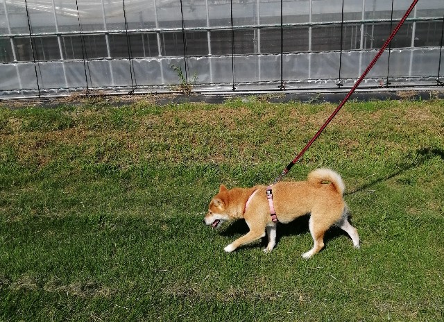 f:id:shibainumugi:20200921204818j:image