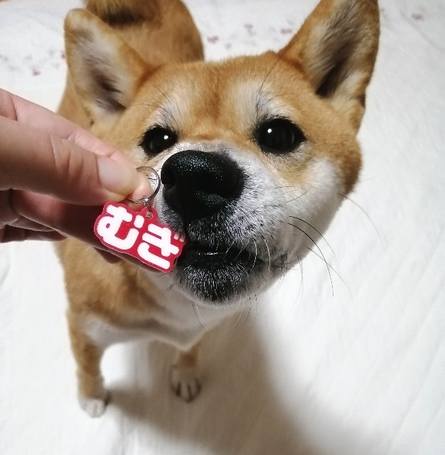 f:id:shibainumugi:20201013211552j:image