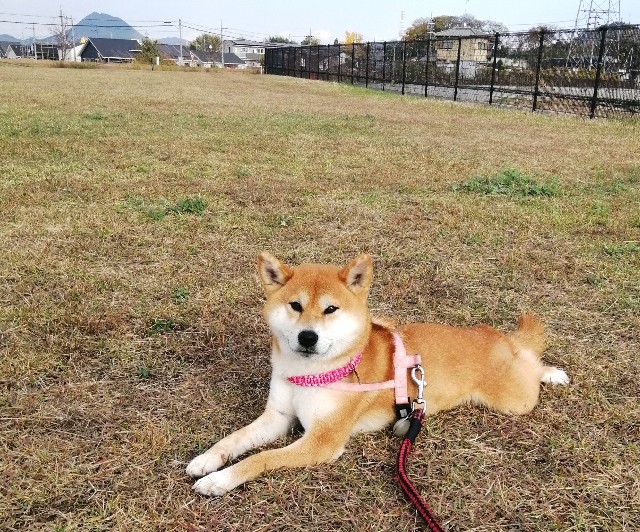 草をハムハム うちの犬 気まぐれ柴犬麦の日記
