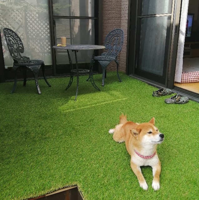 f:id:shibainumugi:20210328102656j:image