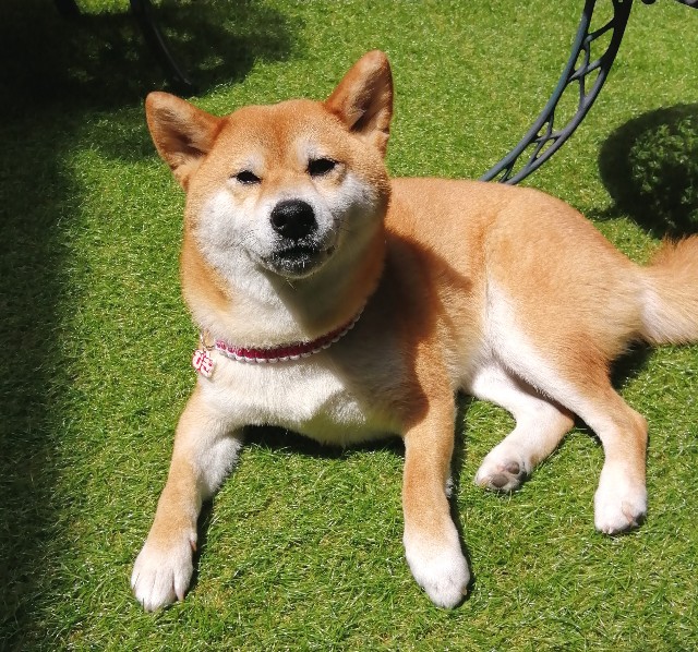 シャカシャカハリネズミさん うちの犬 初めての柴犬生活 シャカシャカハリネズミさん うちの犬 初めての柴犬生活