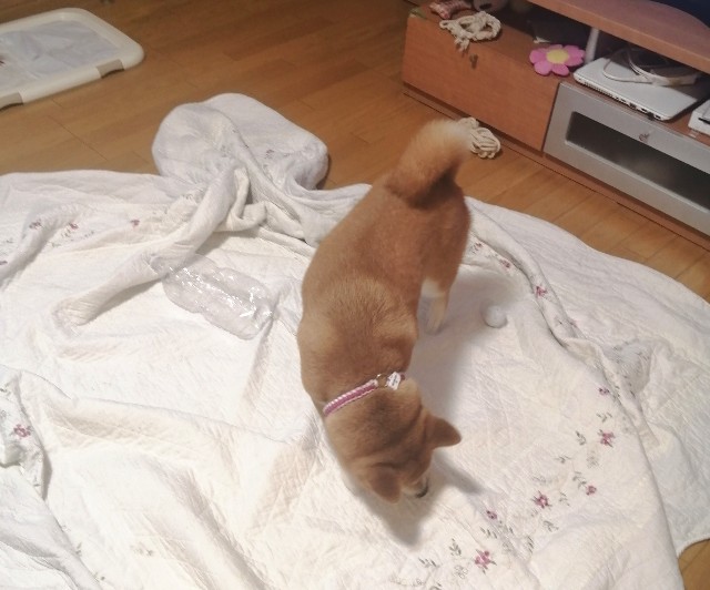 f:id:shibainumugi:20210704205008j:image