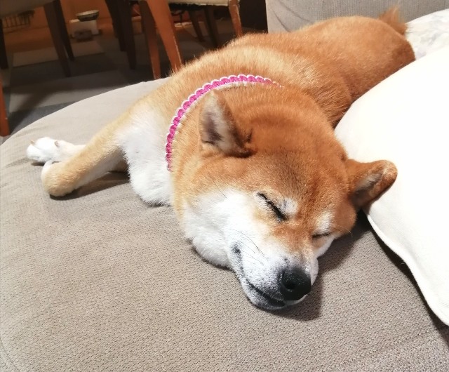 f:id:shibainumugi:20210904135407j:image f:id:shibainumugi:20210904135407j:image