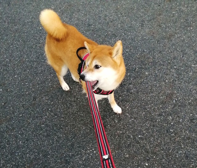 f:id:shibainumugi:20210904135430j:image f:id:shibainumugi:20210904135430j:image
