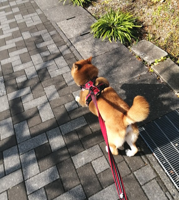 f:id:shibainumugi:20220305105934j:image