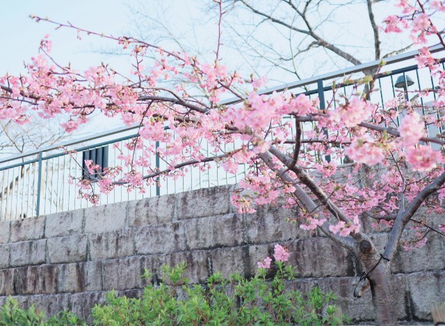f:id:shibainumugi:20230311183128j:image