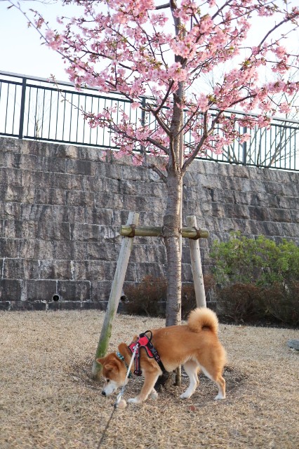 f:id:shibainumugi:20230311183136j:image