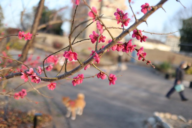 f:id:shibainumugi:20230311183149j:image
