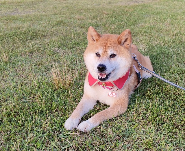 f:id:shibainumugi:20230620130030j:image