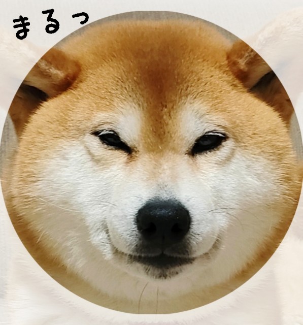 f:id:shibainumugi:20240516123649j:image
