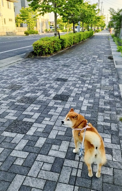f:id:shibainumugi:20240525211255j:image