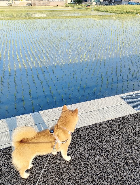 f:id:shibainumugi:20240525211343j:image