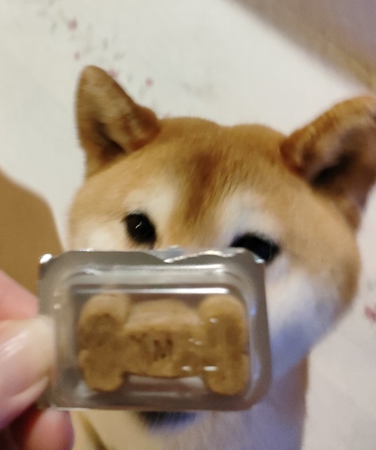 f:id:shibainumugi:20240525213332j:image