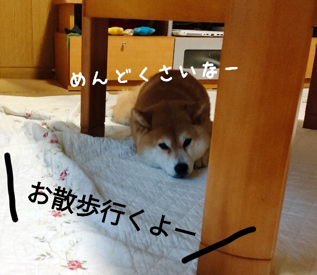 f:id:shibainumugi:20240528230530j:image