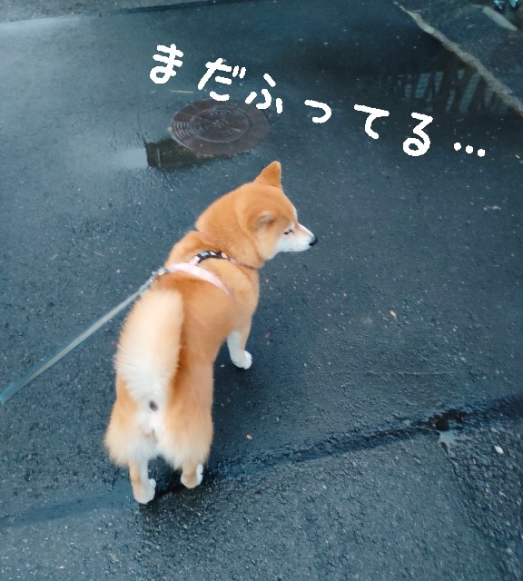 f:id:shibainumugi:20240528230539j:image