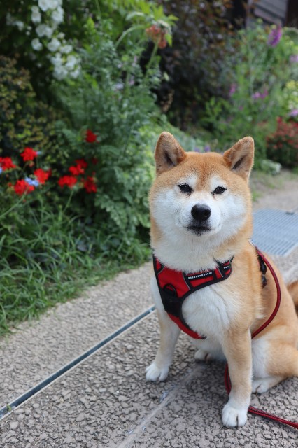 f:id:shibainumugi:20240604215027j:image