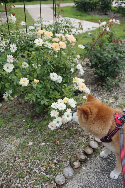 f:id:shibainumugi:20240604215108j:image
