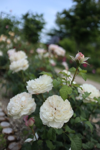 f:id:shibainumugi:20240604215122j:image