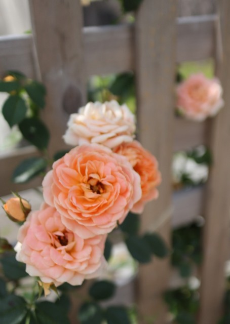 f:id:shibainumugi:20240604215158j:image