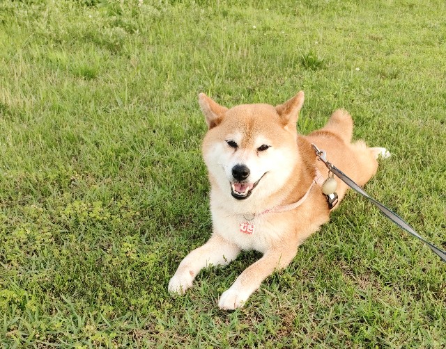 f:id:shibainumugi:20240709225128j:image