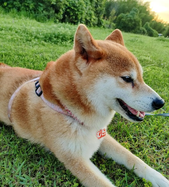 f:id:shibainumugi:20240709225147j:image