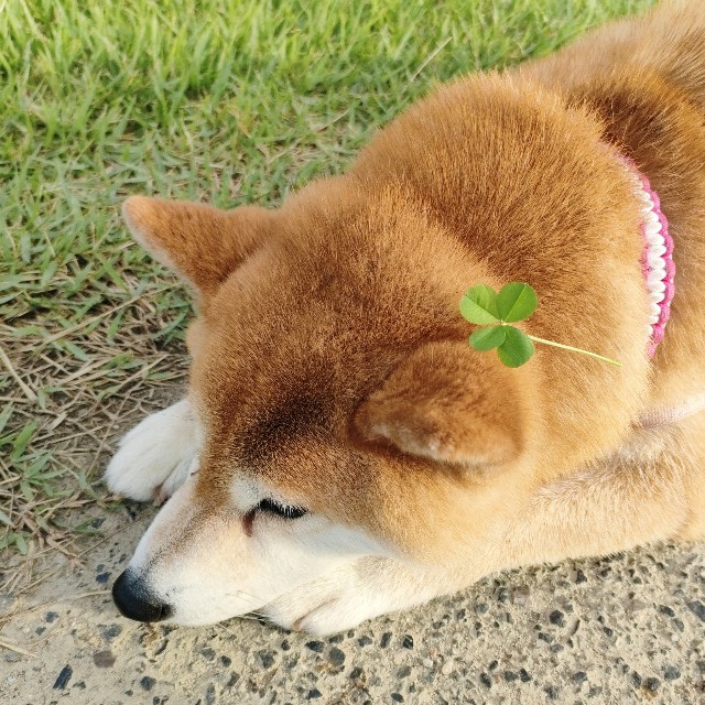 f:id:shibainumugi:20240709225202j:image