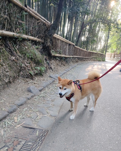 f:id:shibainumugi:20240818140322j:image