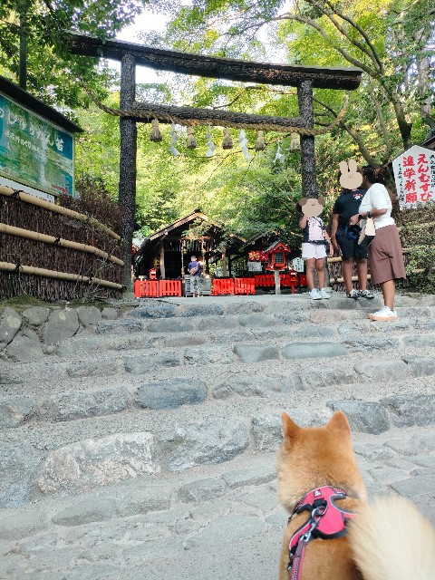 f:id:shibainumugi:20240818140332j:image