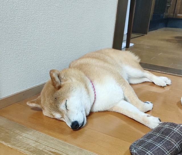 f:id:shibainumugi:20240818140801j:image