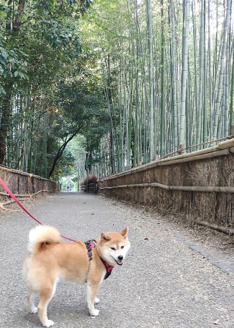 f:id:shibainumugi:20240818140818j:image