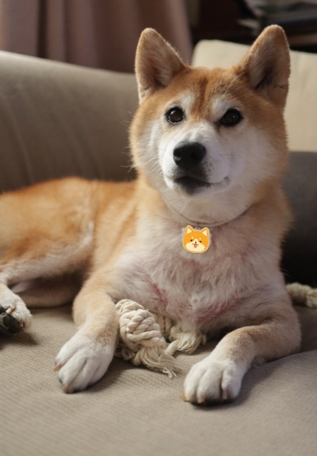 f:id:shibainumugi:20241110145030j:image