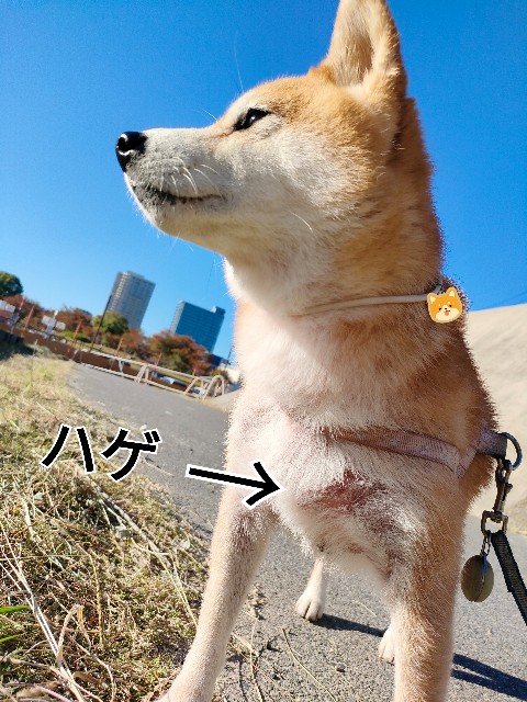 f:id:shibainumugi:20241110145103j:image