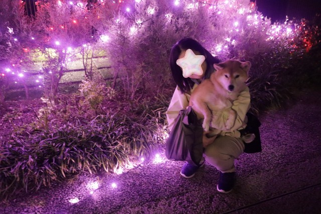 f:id:shibainumugi:20241110145152j:image