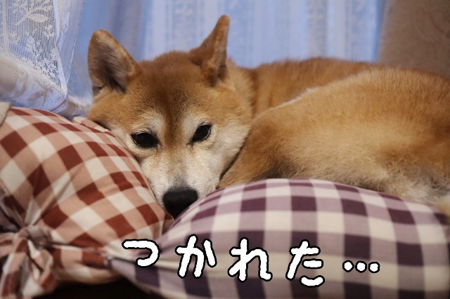 f:id:shibainumugi:20241110145602j:image