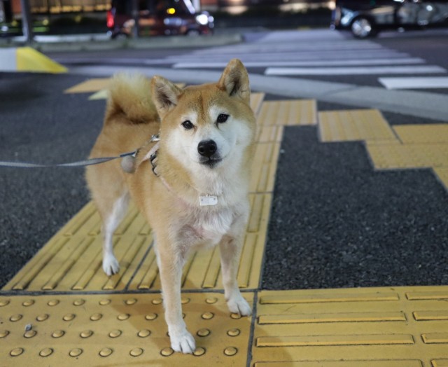 f:id:shibainumugi:20241110145617j:image