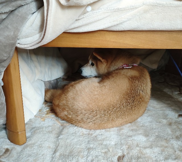 コタツを出しました - うちの犬 ~気まぐれ柴犬麦の日記~