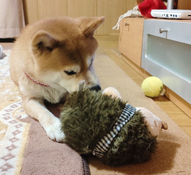 f:id:shibainumugi:20241203145506j:image