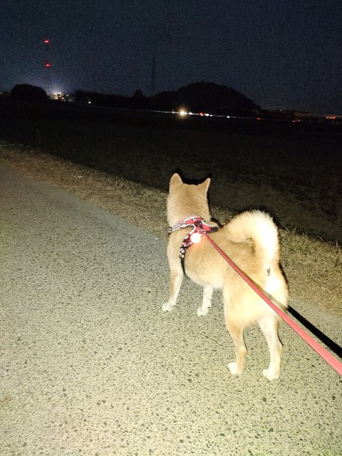 f:id:shibainumugi:20241203220724j:image