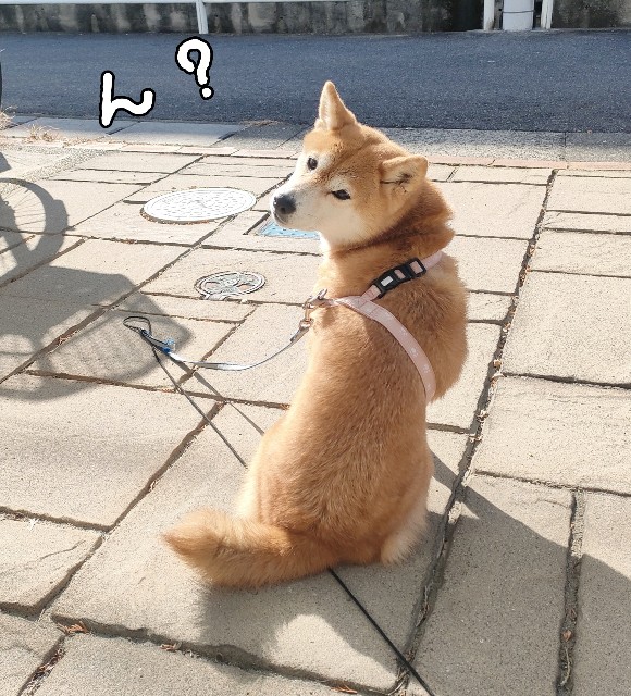 f:id:shibainumugi:20241208221544j:image