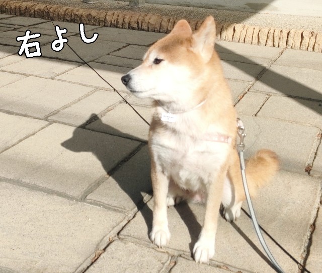 f:id:shibainumugi:20241208221558j:image