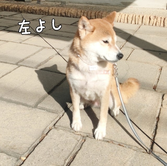 f:id:shibainumugi:20241208221608j:image