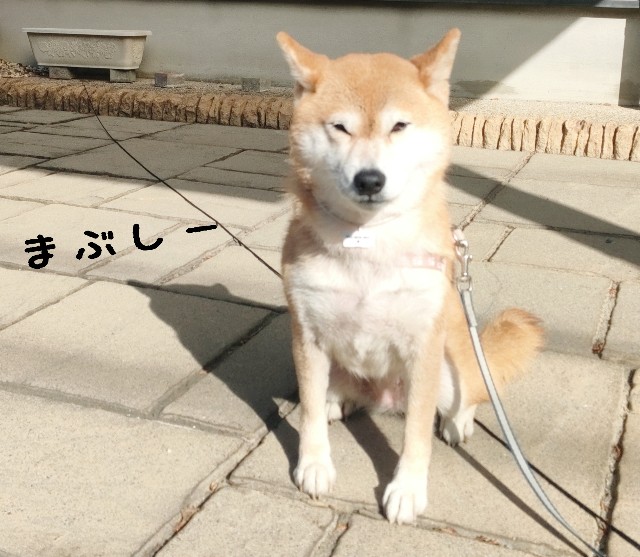 f:id:shibainumugi:20241208221617j:image