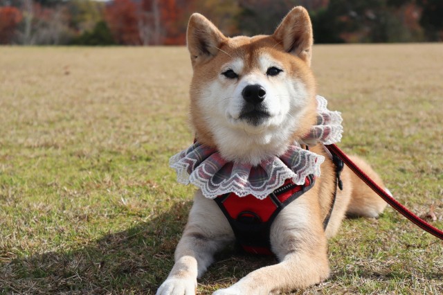 f:id:shibainumugi:20241215125141j:image