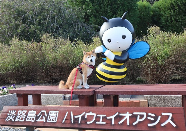 f:id:shibainumugi:20241215143642j:image