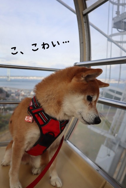 f:id:shibainumugi:20241215144030j:image