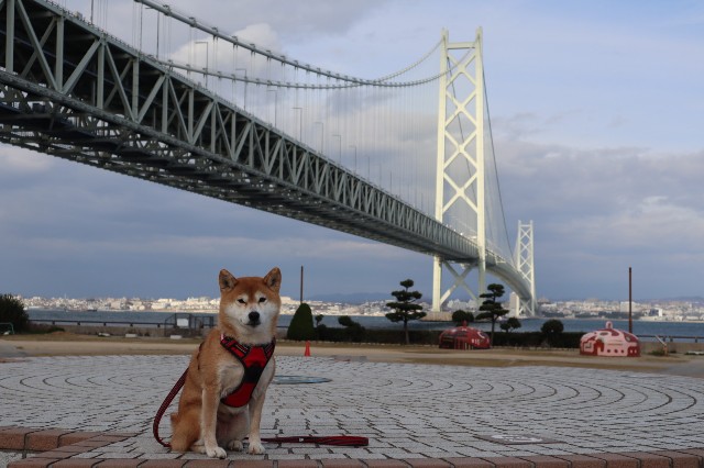 f:id:shibainumugi:20241215144058j:image