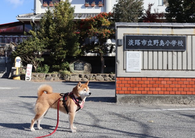 f:id:shibainumugi:20241215144720j:image